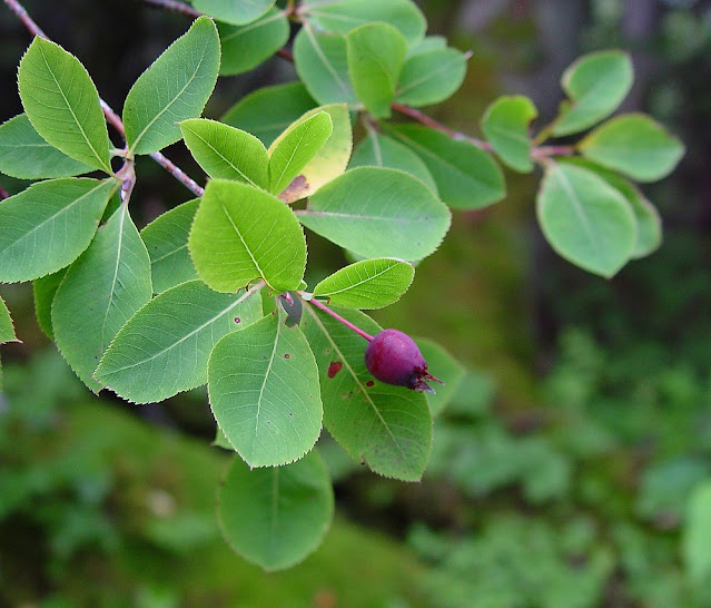 Ирга Бартрама (Amelanchier bartramiana)