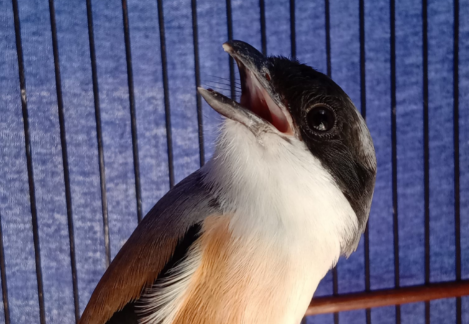 Cara Mengatasi Burung Cendet Ngeriwik