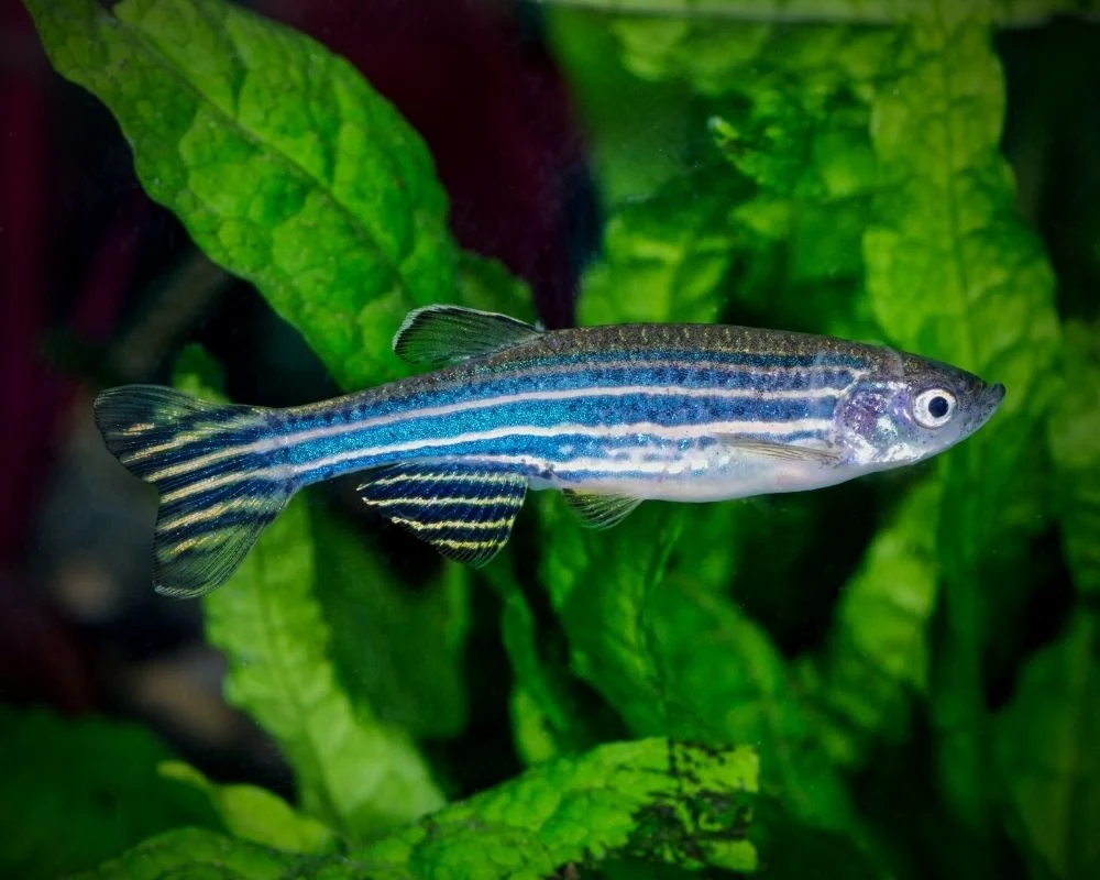 zebra-danio