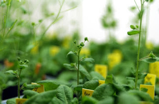 Scientists sequenced the rock cress, Arabidopsis, genome to see if all mutations really are random. They found evidence of the Creator's engineering.