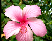White and Pink mixing Hibiscus