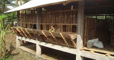 Cara membuat kandang kambing dari bambu