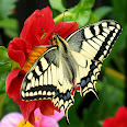 Fesoj_-_Papilio_machaon_(by)