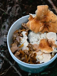 Mushroom seeds available near me.