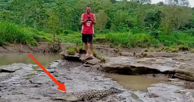 Buaya Dengan Panjang 1,5 M Ditemukan Warga Di Sungai Oyo