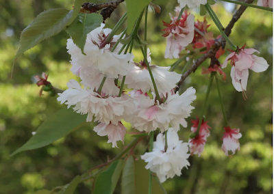 Prunus jamasakura 'Haguiensis' (='Keta-no-shirokiku-zakura')