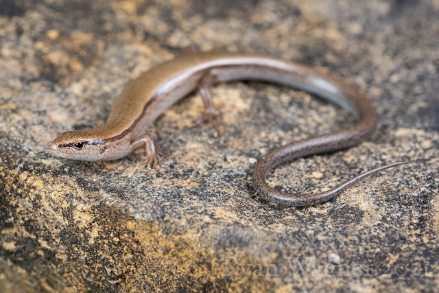 ground skink ohio