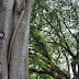 Pohon Besar di Magetan Park