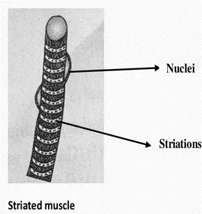 NCERT Solutions of Class 9 Chapter 6 striated muscle