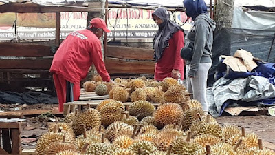 Durian Luna Maya Laku Keras di Kaliwungu Selatan Kendal, Penjual: Sehari Untung Hingga Rp50 Juta
