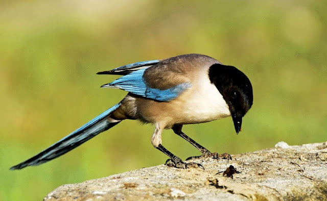 Голубая сорока (Cyanopica cyana)