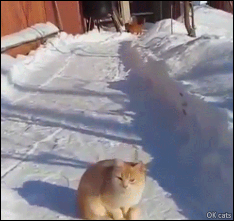 Funny Cat GIF • When your cat is a good snow catcher like a little Lynx leopard