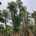 Jual Pohon Pule Taman di Banyuwangi Berkualitas & Bergaransi
