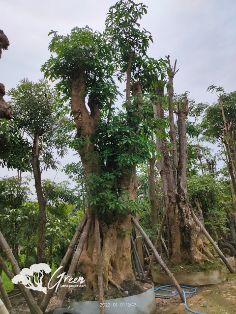 Jual Pohon Pule Taman di Batang Berkualitas & Bergaransi