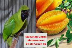 Makanan Untuk Menurunkan Birahi Cucak Ijo