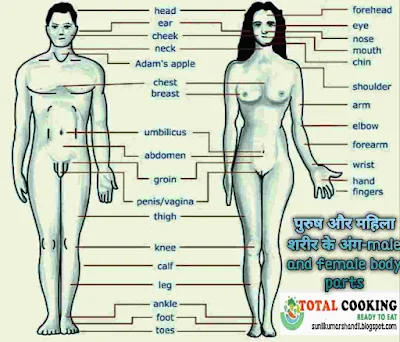 मानव शरीर के अंगों के नाम हिंदी और अंग्रेजी में | Human Body Parts Name in Hindi with Picture