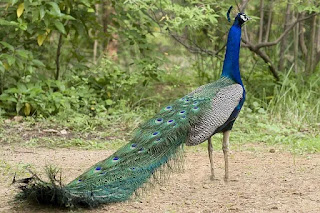 राष्ट्रीय पक्षी(National bird) - मयूर(Peacock)