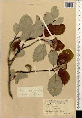 Рябина Кузнецова / Хедлундия Кузнецова (Sorbus kusnetzovii, =Hedlundia kuznetzovii)