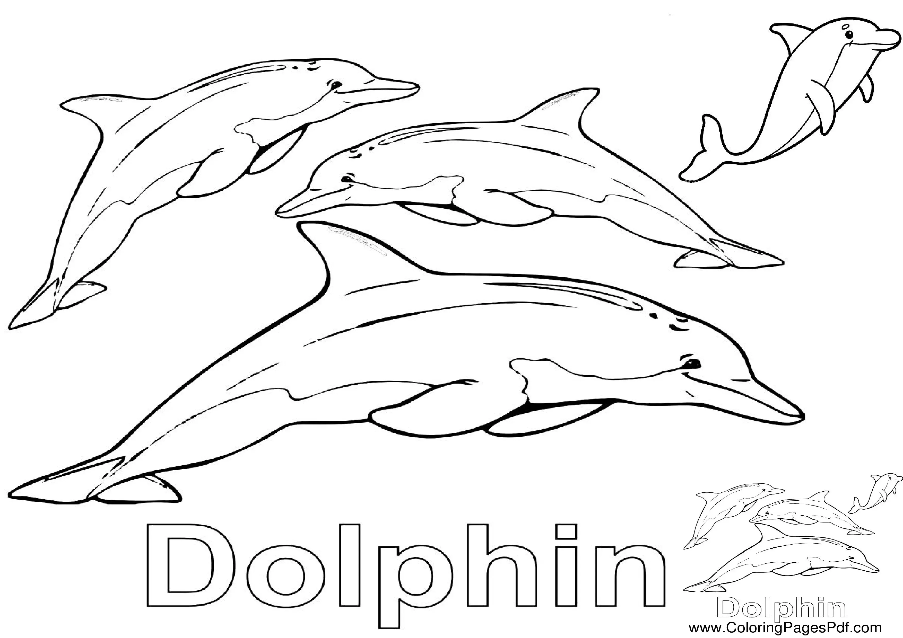 Free dolphin coloring pages