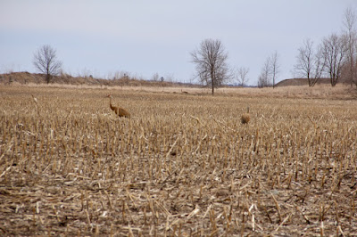 sandhill cranes in corn stubble