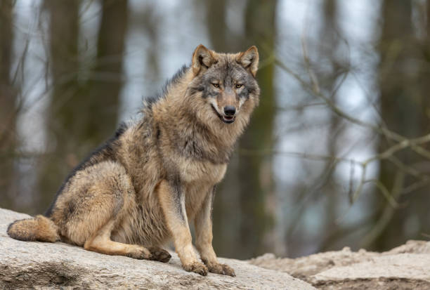 Pengertian Lone Wolf, Serigala Sendirian dan Beraksi Sendiri