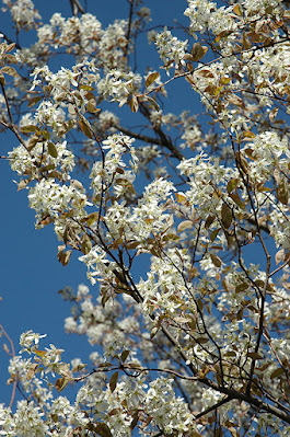 Amelanchier x grandiflora 'Princess Diana'