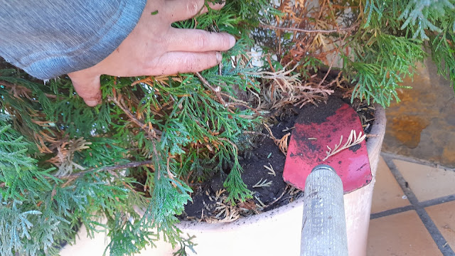 Humus de lombriz o vermicompost