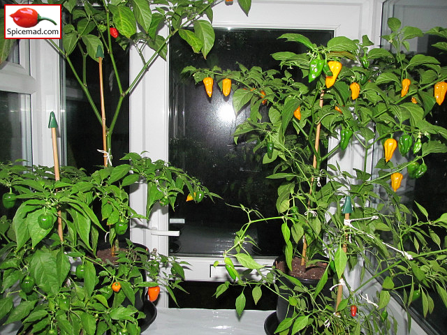 Chilli Plants in the Porch - 10th October 2021