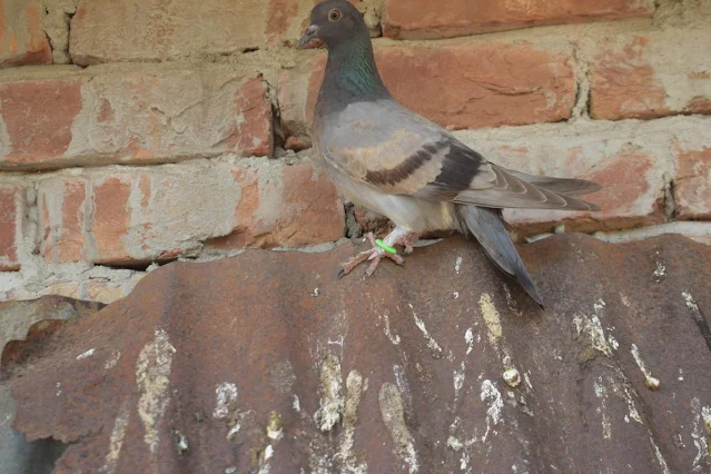 A Rock pigeon