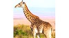 Giraffe-Giraffe Animal-Giraffe Information-Giraffe Breed-Species-Subspecies-Geography-Giraffe Facts-Giraffe Habits-Feeding-Giraffe in English & Hindi-World tallest animal