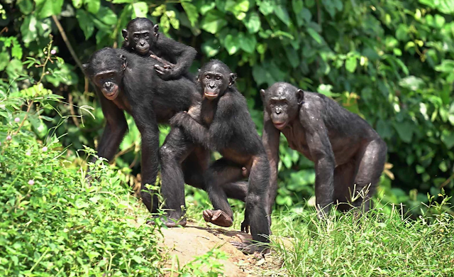 Pouco conhecidos e ameaçados os macacos bonobos  