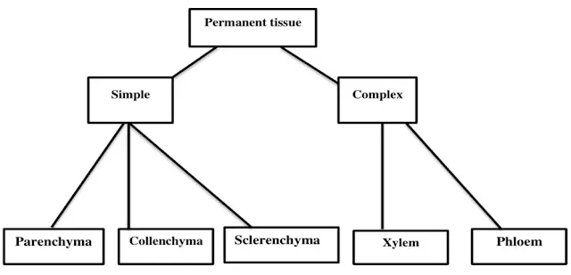 NCERT Solutions of Class 9 Chapter 6 Chart of  Permanent tissues plants