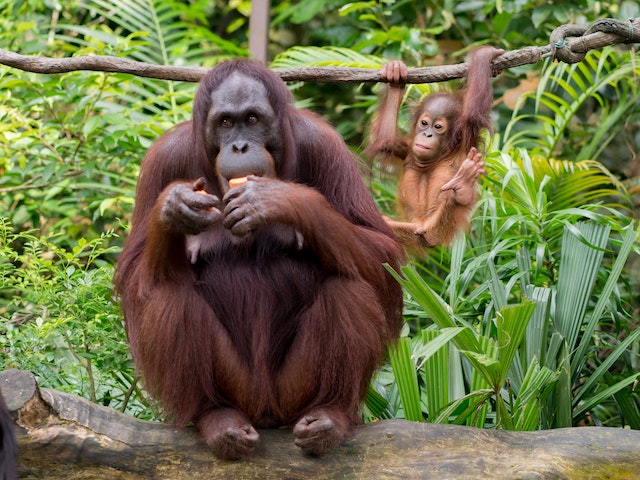 contoh teks deskripsi tentang orangutan