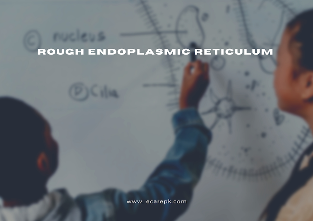 Definition, Structure, and Functions of the Rough Endoplasmic Reticulum (RER) 
