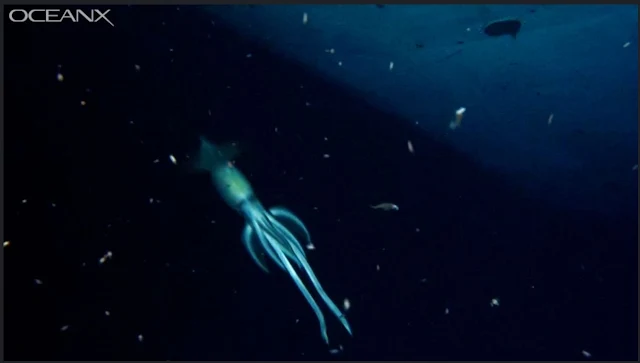 This is the Alien like creature discovered by OceanX.