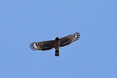 Crested Serpent-Eagle