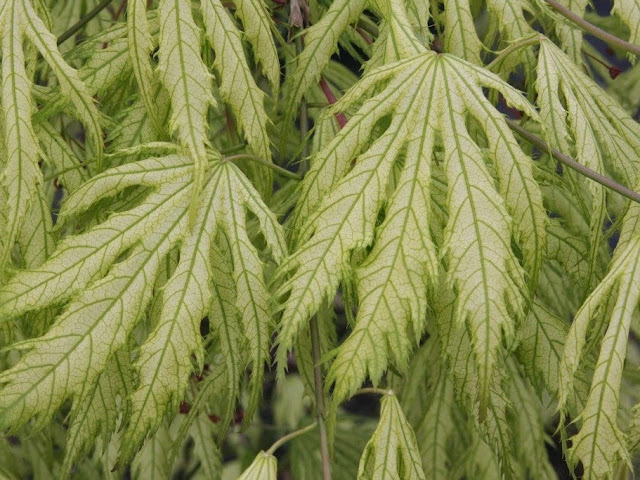 Acer palmatum "Sister Ghost"