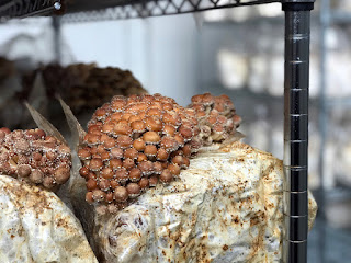 Mushroom contract farming in India.