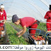 مطلوب 100 عامل و عاملة فلاحية بمدينة اكادير وبني ملال