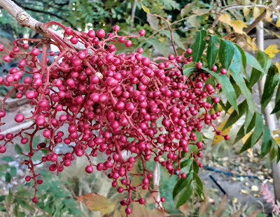 red autumn winter berries ash tree