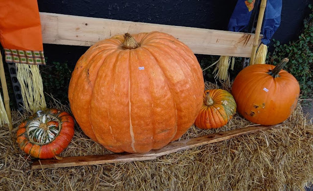 Pumpkins at a Farm Shop in Handforth, Cheshire