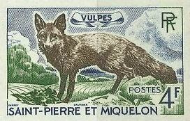 animaux vulpes st-pierre-et-miquelon