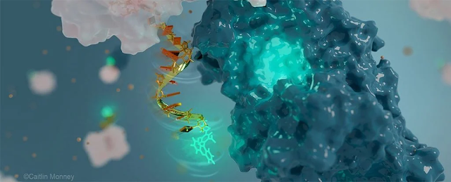 Gli scienziati hanno costruito l'antenna più piccola del mondo, ed è fatta di DNA