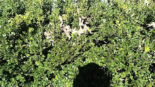 A green leafy bush with a dead leaf that fell in it.