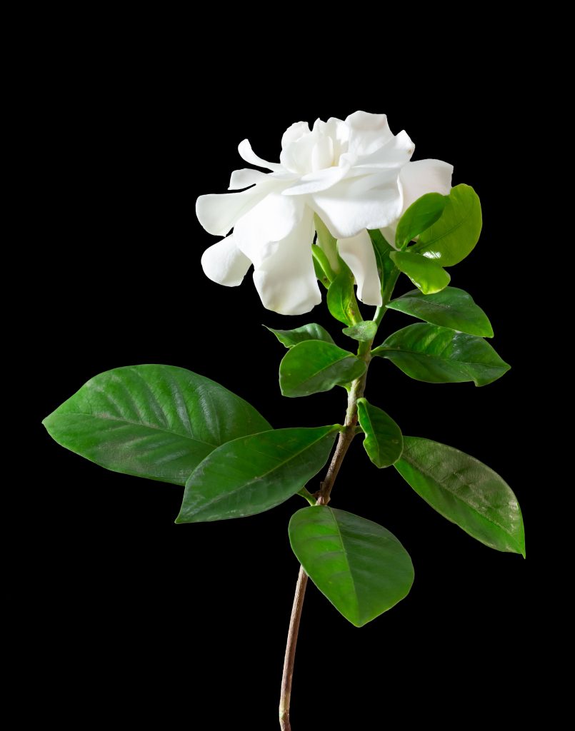 Arti Gardenia