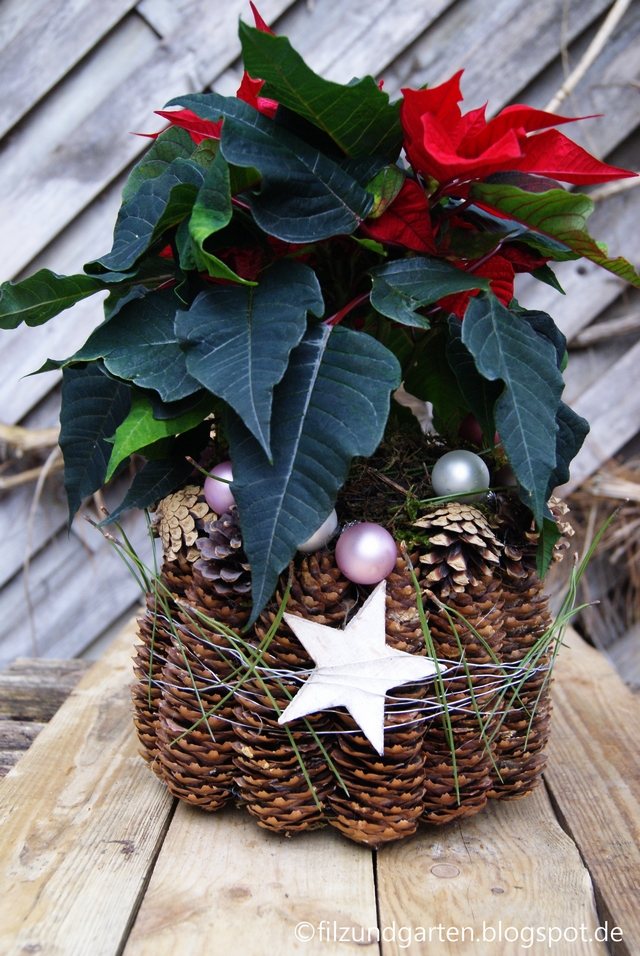 Weihnachtsstern in einem Übertopf aus Fichtenzapfen