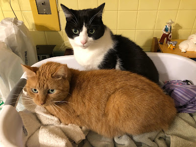 Two cats in a laundry basket