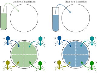 Phage typing procedure (pictorial)