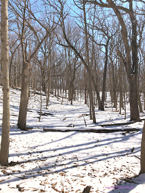The golden sun and snow carpet crafted a warm, comforting scene at Johnson's Mound Forest Preserve.