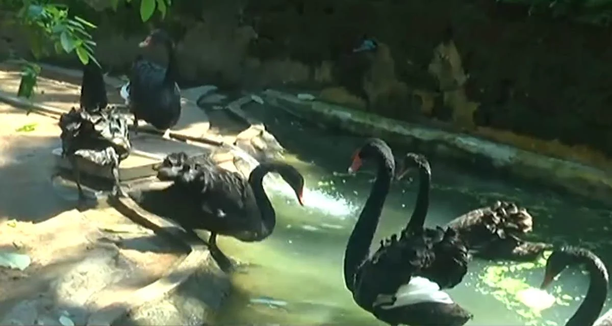 dehiwala-black-swan